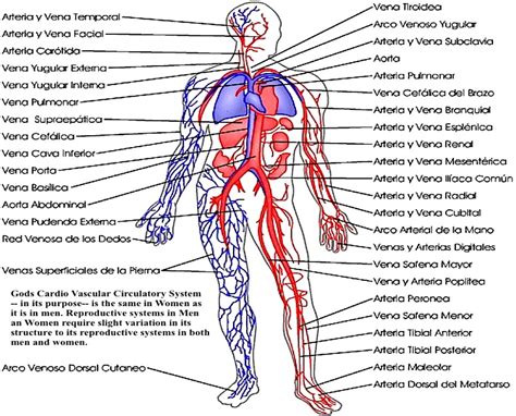 Resultado De Imagen Para Venas Y Arterias Sistema Circulatorio