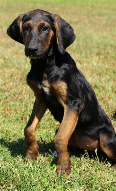 Adopt Ava On Petfinder Redbone Coonhound Coonhound Dogs