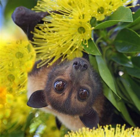 Spectacled Flying Fox Pteropus Conspicillatus Cuteness Cute Bat
