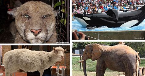 Depending on where you live and the need for egg donation, donors will get an average of between two to three i am currently 16 years old, but i want to donate my eggs. Humane Summer School: 8 Famous Animal Victims in Modern ...
