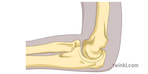 Elbow Joint Bone Diagram Science Secondary Illustration Twinkl