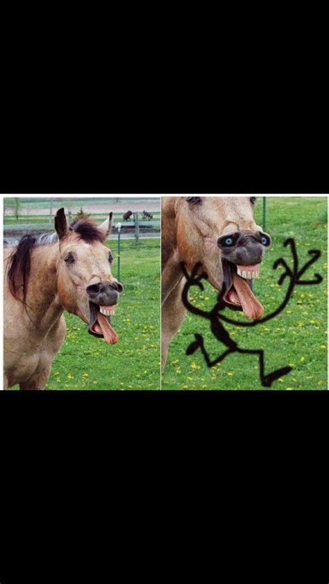 Horsing Around Funny Animal Jokes Funny Animal Pictures Cute Funny