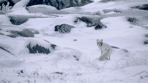 Arctic Foxtest Bing Wallpaper Download
