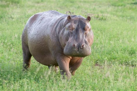 Hipopótamo Veja Espécies Peso Alimentação E Muito Mais Guia Animal
