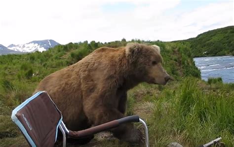 Video Bear Sits Down Next To Shocked Photographer Outdoorhub