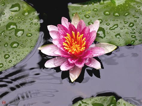 From The Garden Of Zen A Water Lily Flower In My Garden