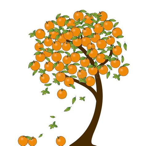 Orange Tree Oranges Fruits Vector Stock Vector Illustration Of Food