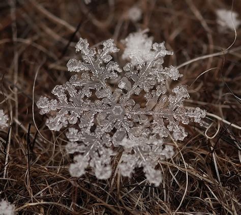 Macro Photos Of Individual Snowflakes Twistedsifter