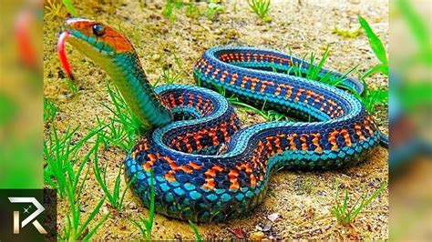 10 Rarest Snakes Ever Found On Earth Youtube