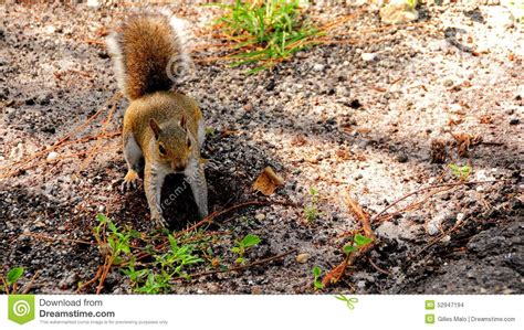 Squirrel Digging Stock Photo Image Of Rodent Color 52947194