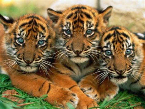 Funny Wallpapershd Wallpapers Tiger Cubs Cute