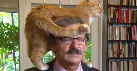 We literally have thousands of great products in all product categories. TV Expert's Cat Decides To Climb On His Head In The Middle ...