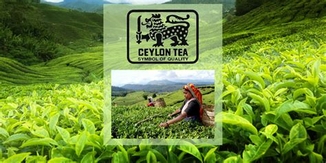Celebrating Ceylon Tea Silver Tips Tea Blog