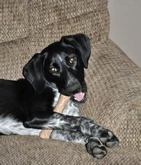 Sox is one of a kind and will make the perfect pet. View Ad: Border Collie-German Shorthaired Pointer Mix Dog ...