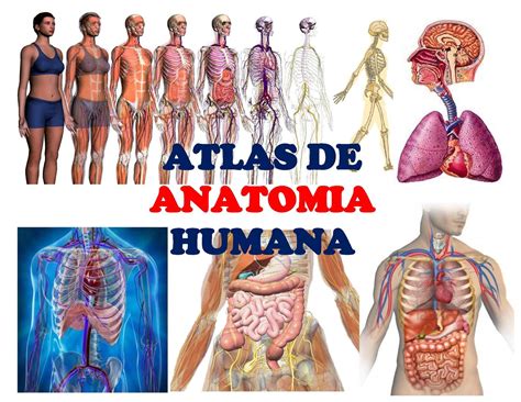 Calaméo Atlas De Anatomia Humana Edwin Ambulodegui