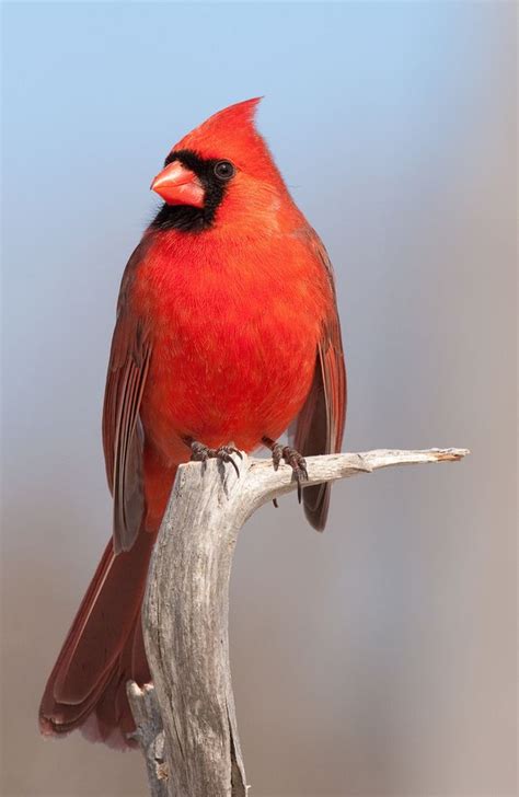 17 Best Images About Indiana Birds On Pinterest Feathers