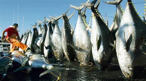 Amazing Automatic Longline Fishing Net Catch Giant Tuna Amazing Big