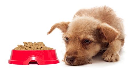 Urinary tract infections can happen to any dog of any breed or age, yet the female dog is more susceptible to contracting urinary tract infections. 15 Things You Must Know to Avoid Choosing Bad Dog Food
