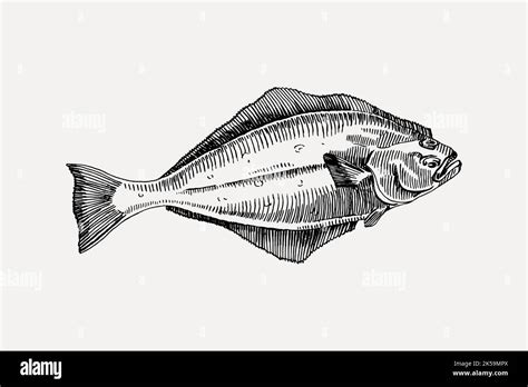 Halibut Fish Drawing Hi Res Stock Photography And Images Alamy
