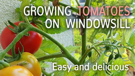 How To Grow Tomatoes On Windowsill Youtube