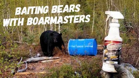 Baiting Bears With Boarmasters Feed Additive And Bear Attractants How