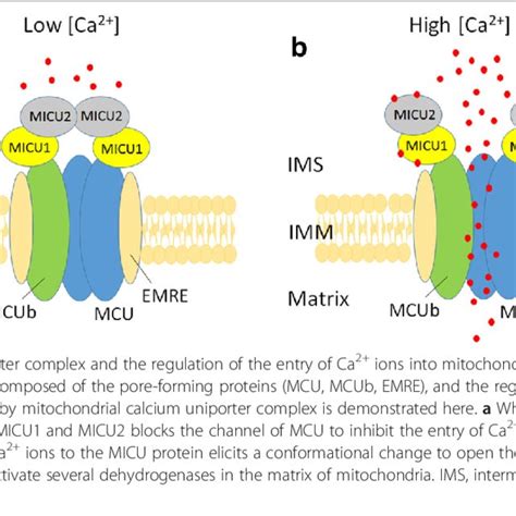 Mitochondrial Calcium Uniporter Complex And The Regulation Of The Entry