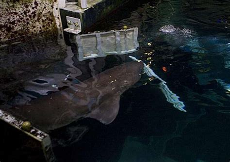 Aquarium Of The Bay Nets Huge Sevengill Shark Sfgate