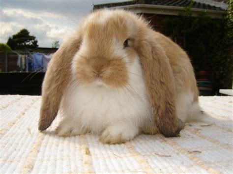 Cutest Rabbit Breeds