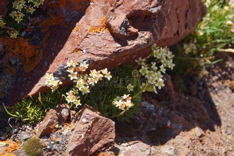 Natural Rock Background With Alpine Flowers Of The Elbrus Region Stock