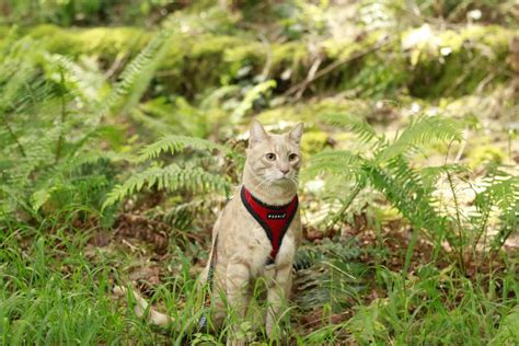 Answers To Common Questions About Hiking With Cats Gopetfriendly
