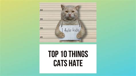 the top 10 things cats hate and the reasons why