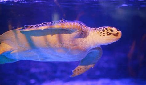Sea Turtle At An Aquarium Stock Image Image Of Ocean 13812735
