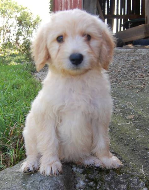 Lancaster puppies has the perfect goldendoodle for you from reputable breeders in pa and ohio. - Contender! - Canfield, OH Goldendoodle Classic Coat ...