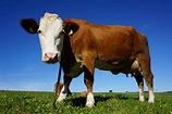 'De koe is over paar honderd jaar grootste zoogdier'