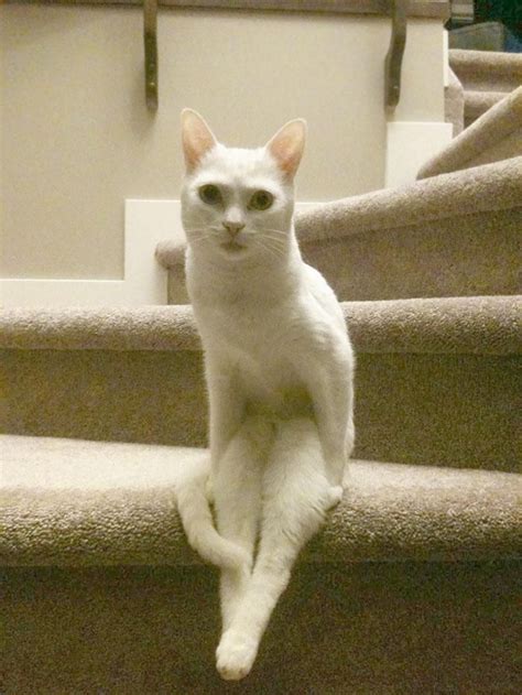 Baffled Owners Share Snaps Of Their Cats Caught In The Weirdest Poses