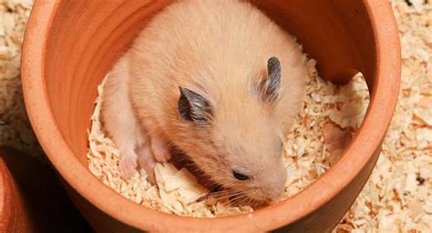 Best Bedding For Hamsters Dwarf Or Syrian Hamster Bedding Reviewed