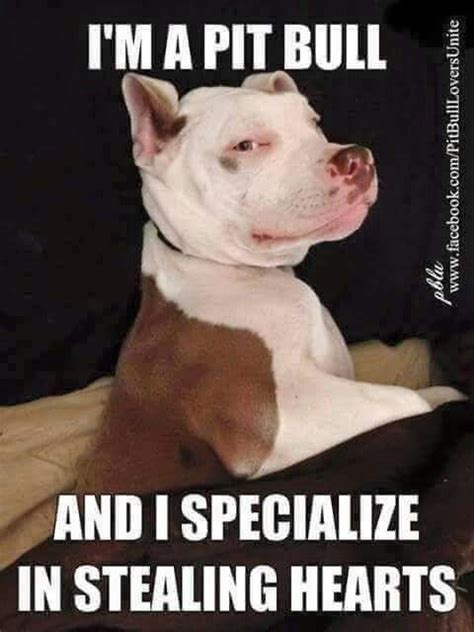 22 Best Pitbulls Images On Pinterest Baby Puppies Funny