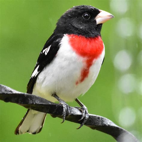 Feeder Birds Identification And Behavior Bird Academy The Cornell Lab