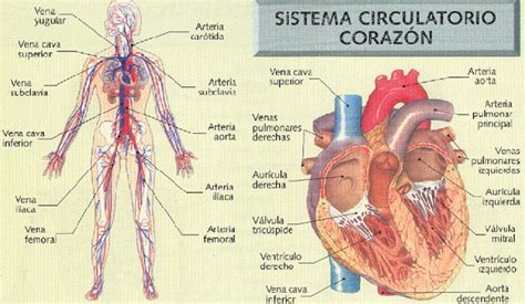 Corazón Sistema Circulatorio Sistema Circulatorio Venas Pulmonares Aparato Circulatorio