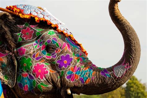 Painted Elephant Jaipur India Elephant Festival Is A Festival