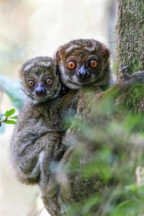 Avahi Peyrieras Woolly Lemur Avahi Peyrierasi Madagascar Wildlife