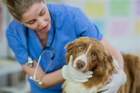 Swollen Gums In Dogs Petmd