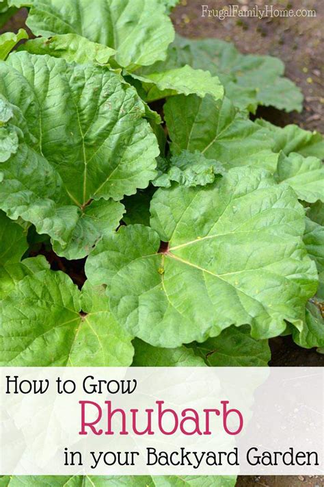 Gardening Guide Tips For Growing Rhubarb