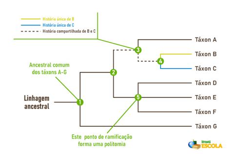 Filogenia árvore Filogenética E Da Espécie Humana Brasil Escola