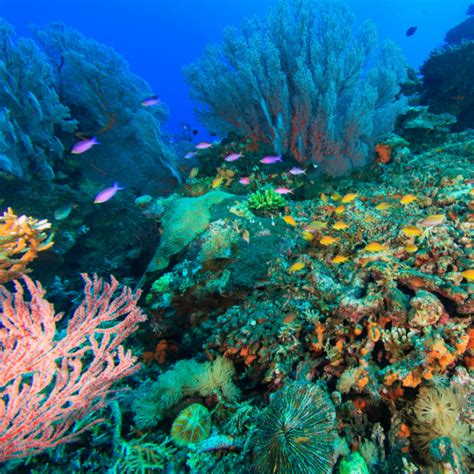 Philippines 2019 30th sea games esports games live. Johor's New Tourist Attraction Legoland SEA LIFE ...