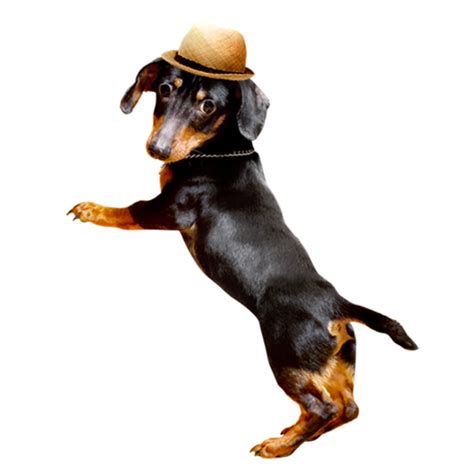Dachshund Png Transparent Image Download Size 500x500px