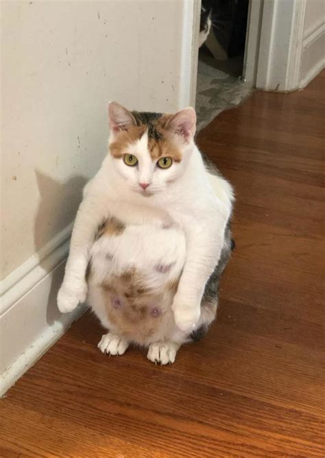 A Friend Caught Her Very Pregnant Cat Sitting Like This Odd Stuff