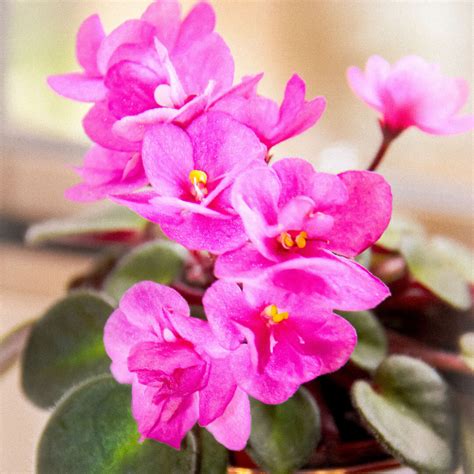 Growing Miniature African Violets African Violet Resource Center