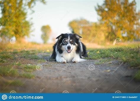 Border Collie Is Lying In The Grass Stock Image Image Of Breed