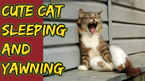 Cute Cat Sleeping And Yawning Youtube